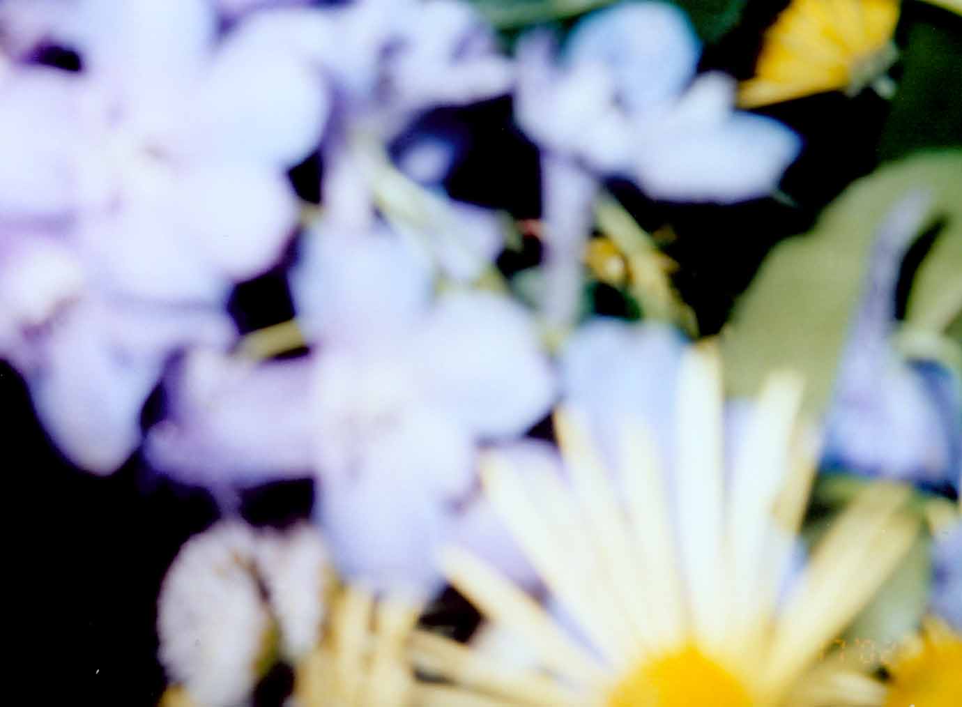 flowerabstract1.jpg